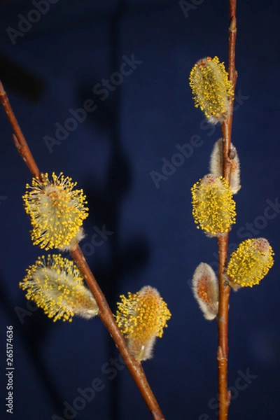 Fototapeta Early spring flowering male catkins (pussy willow, grey willow, goat willow). Branches with Expanded buds for Easter decoration. Close-up of Willow twig as a spring symbol, outdoor. 