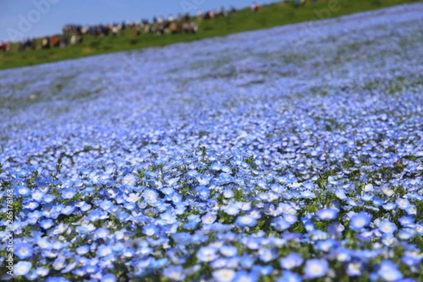 Fototapeta 青いじゅうたんのような日本の美しいネモフィラ畑