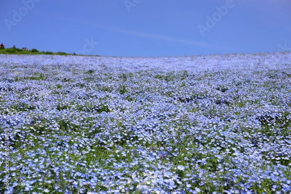 Fototapeta 青いじゅうたんのような日本の美しいネモフィラ畑