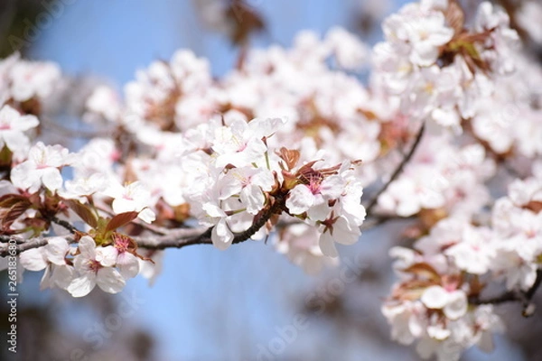 Obraz 桜