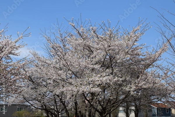 Obraz 桜