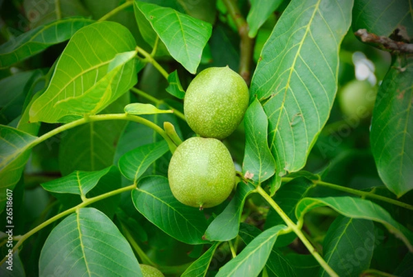 Fototapeta Walnuts keep up on a tree