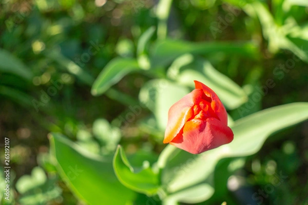 Obraz red tulip on green background