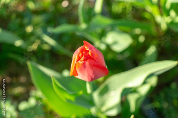 Obraz red tulip on green background