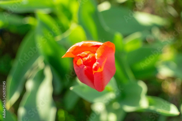 Obraz red tulip on green background