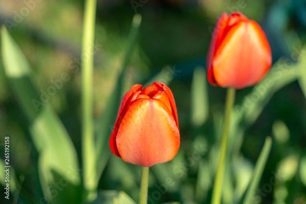 Obraz red tulip on green background