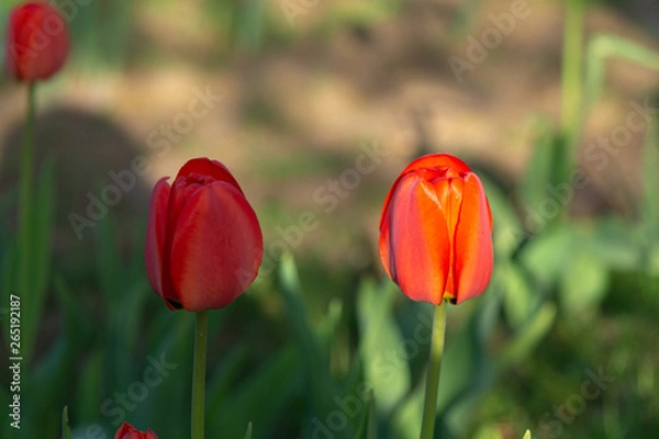 Obraz red tulip on green background