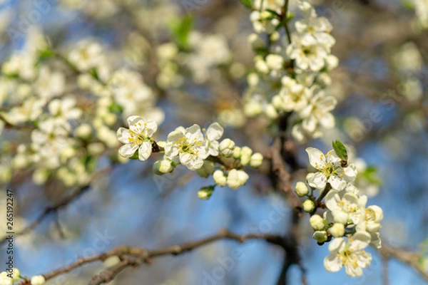 Obraz cherry flowers in spring