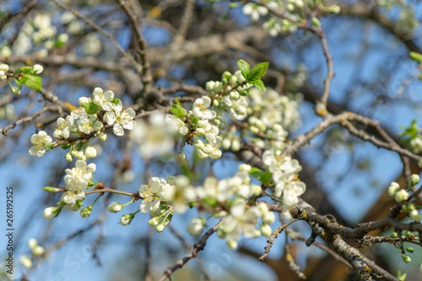 Obraz cherry flowers in spring