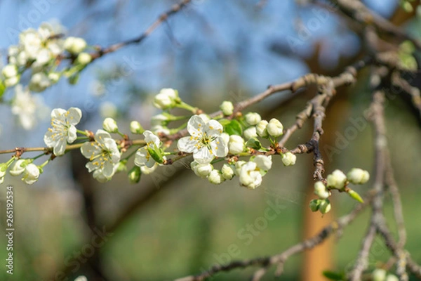 Obraz cherry flowers in spring