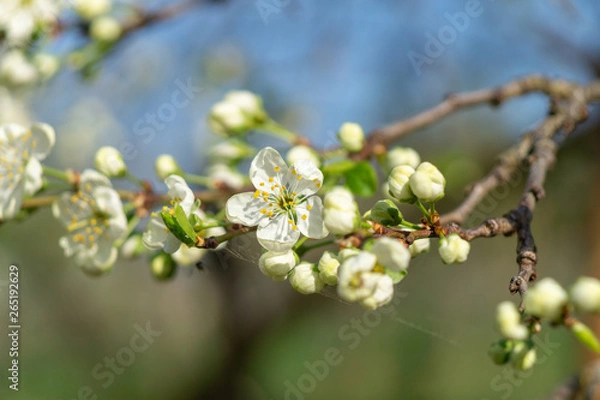 Obraz cherry flowers in spring