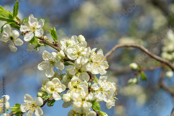 Obraz cherry flowers in spring