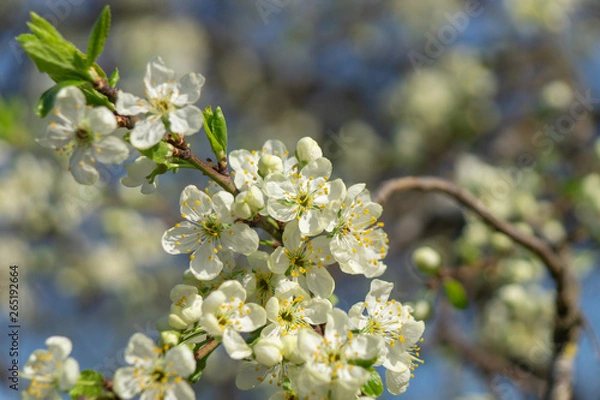 Obraz cherry flowers in spring
