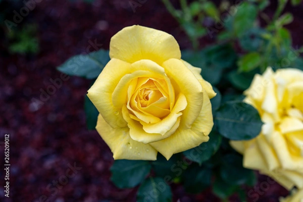 Fototapeta Rosa gialla