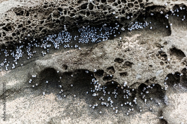 Obraz Tiny blue shells attached to volcanic beach side rock formation.