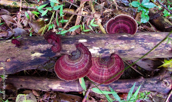 Obraz Top view of fungi on a tree branch in the middle of the forest on a summer day