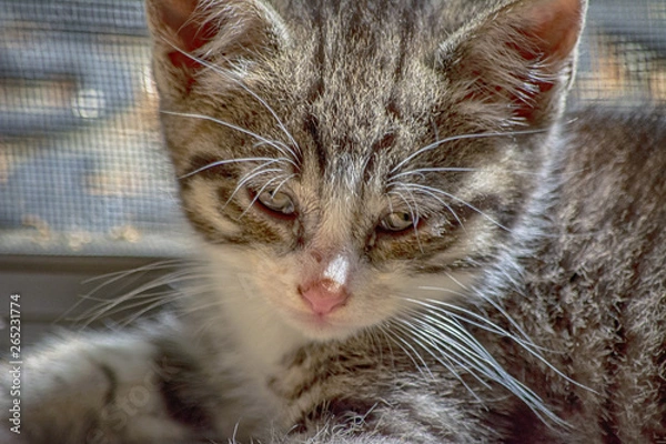 Obraz Kitten portrait