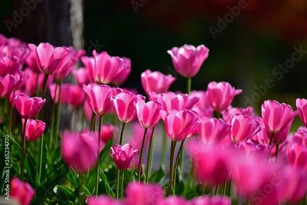 Fototapeta そよ風に揺れるピンクのチューリップ