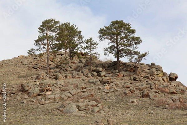 Obraz tree in the mountains
