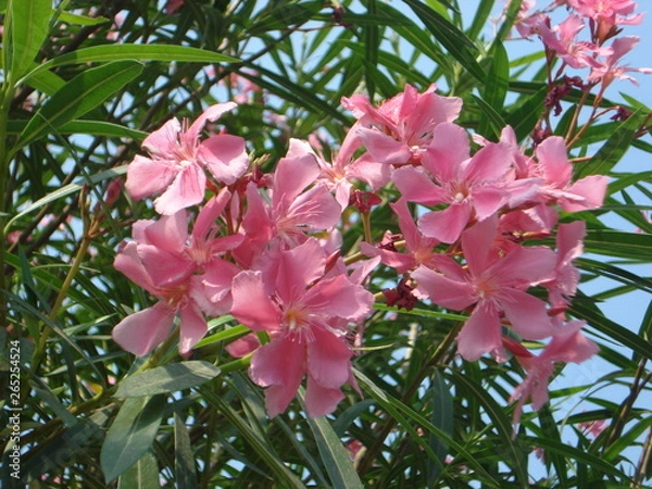 Obraz Beautiful Pink Flowers