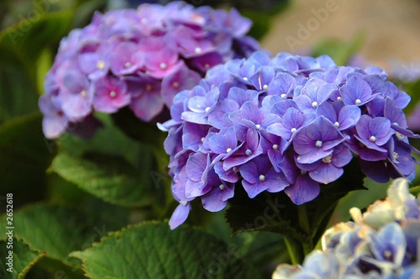 Fototapeta hydrangea in the azores