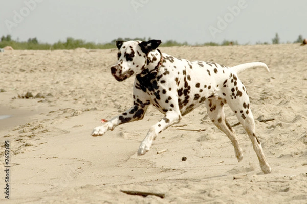 Obraz dalmatian 06