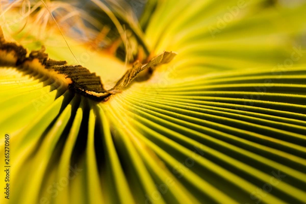 Obraz Palmenwedel Makro
