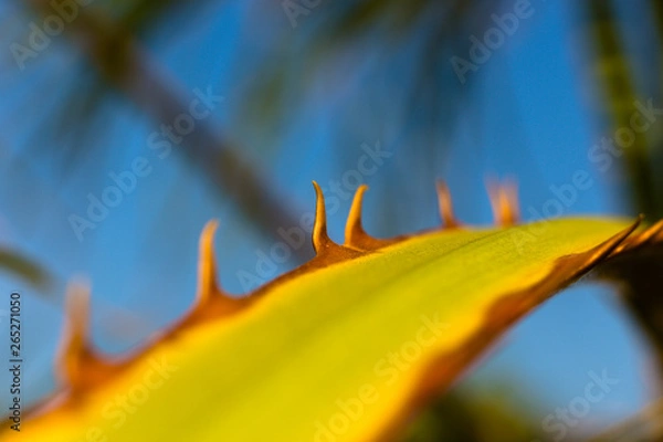 Obraz Palmenblatt am Strand Makro