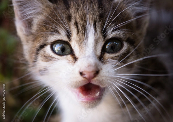 Fototapeta Katzen Closeup