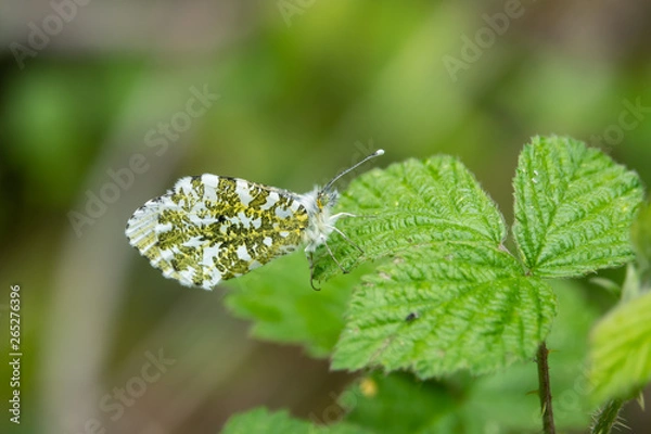 Obraz Orangetip Butterfly on Leaf in Springtime