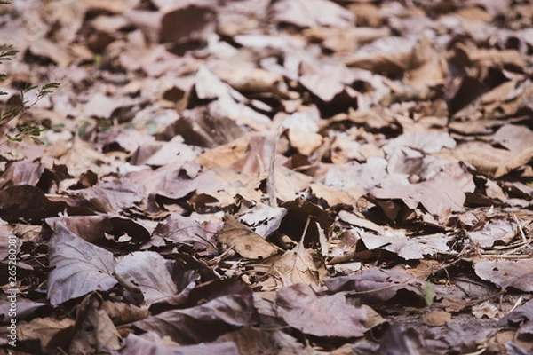 Obraz Dry leafs on the ground