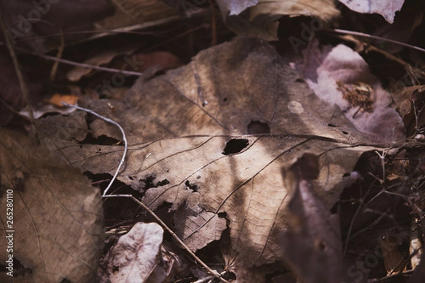 Obraz Dry leafs on the ground