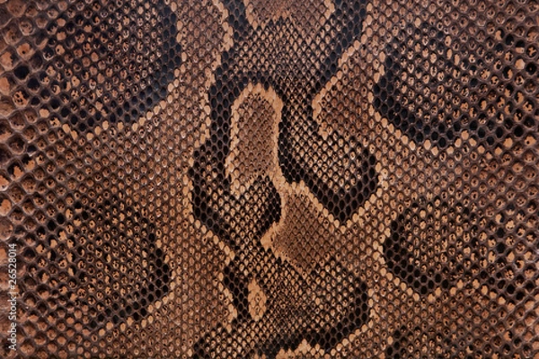 Obraz Snake leather texture