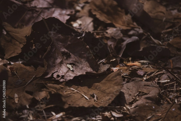 Fototapeta Dry leafs on the ground