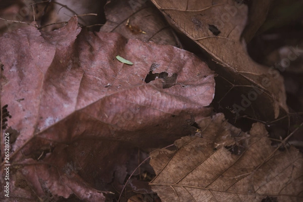 Obraz Dry leafs on the ground