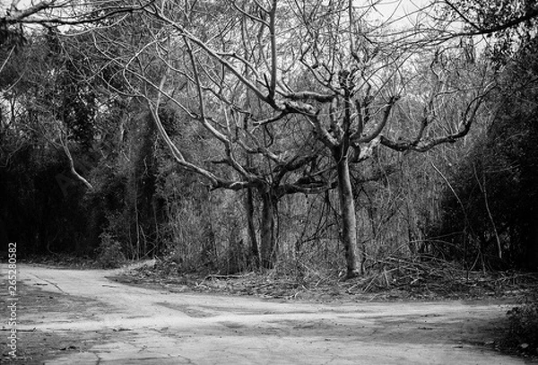 Obraz Path in the big forest