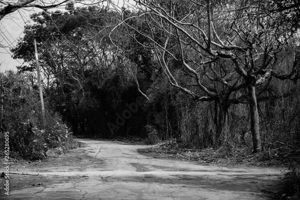 Obraz Path in the big forest