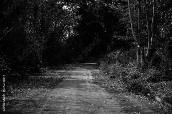 Obraz Path in the big forest