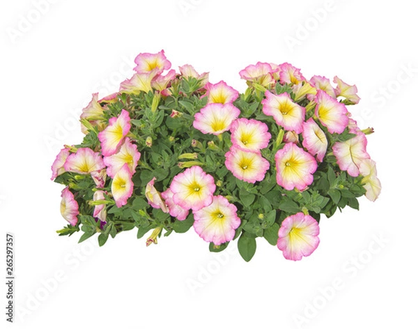 Obraz Multicolor surfinia flowers