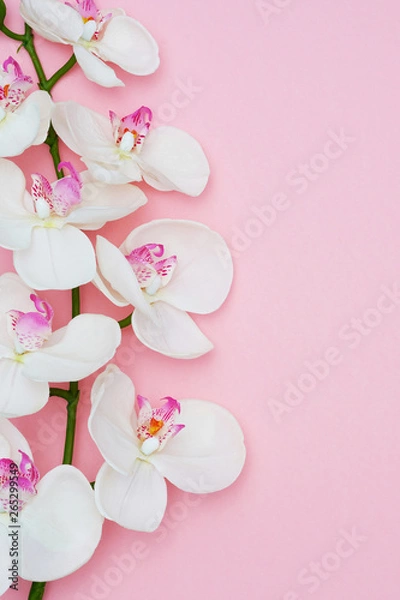 Obraz Orchid flower on a pink background, space for a text, flat lay. Top view