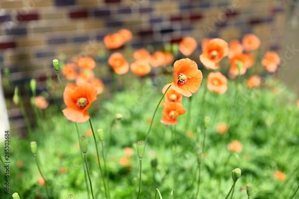 Obraz ナガミヒナゲシ