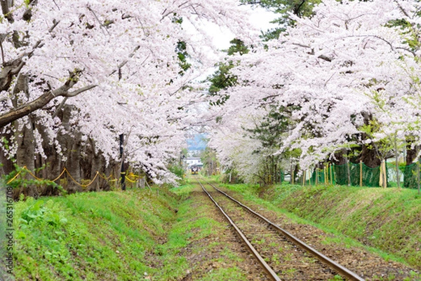 Obraz 満開の桜のトンネルを進む津軽鉄道（青森県五所川原市）