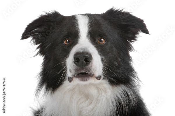 Obraz Head of border collie dog isolated on a white background