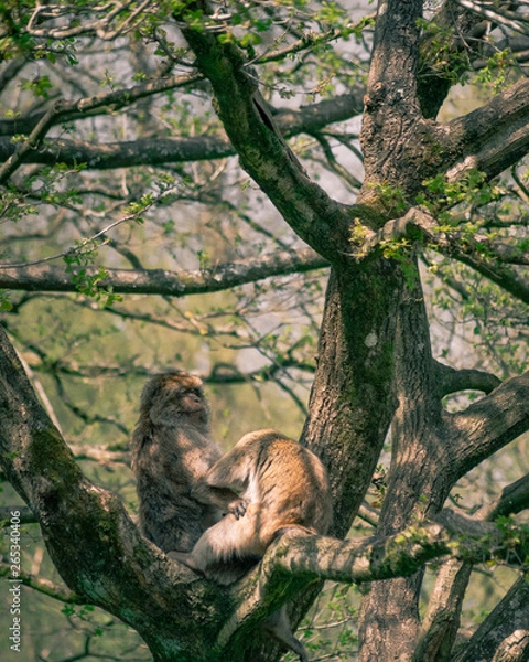 Obraz monkeying around