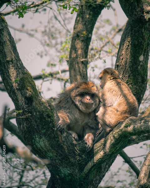 Obraz Nap time for monkeies