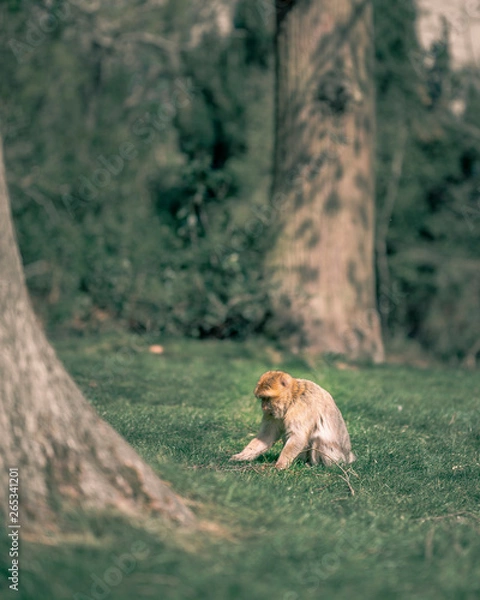 Obraz Monkey