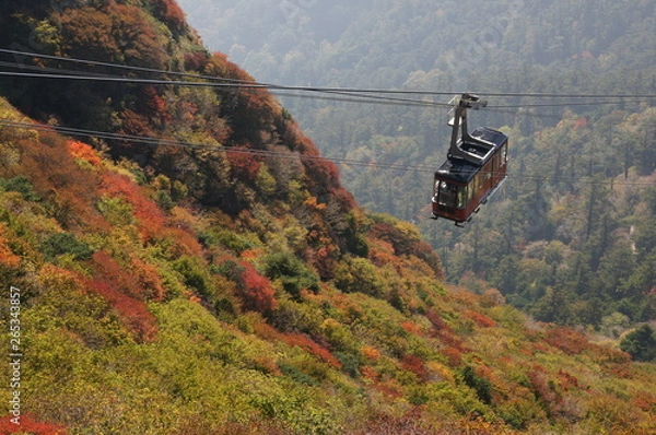 Obraz 紅葉の中を進むロープウェイ