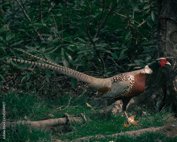 Obraz dinosaur in the forest