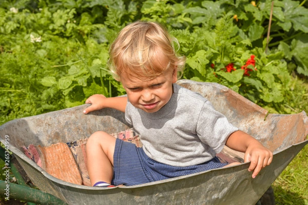 Obraz Happy little boy having fun in a wheelbarrow in domestic garden on warm sunny day. Active outdoors games for kids in summer.