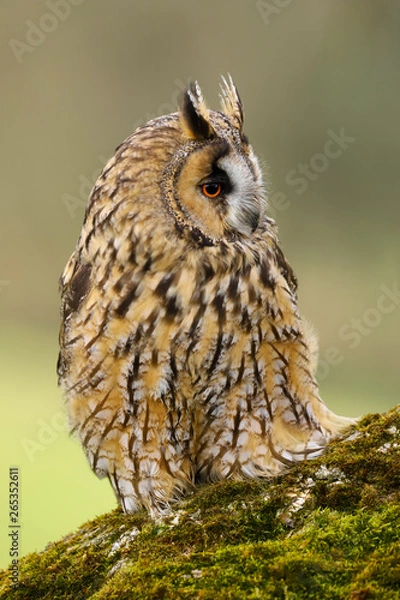 Fototapeta A close up portrait of a Long Eared Owl (Asio otus) bird of prey.  Taken in the Welsh countryside, Wales UK